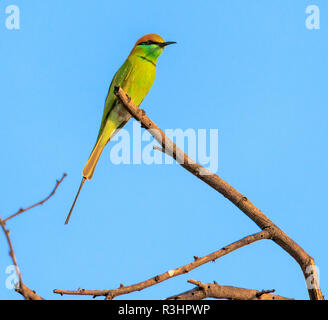 Eine typische Ansicht der Bee-eater Sitzen auf einem Ast des Baumes Stockfoto