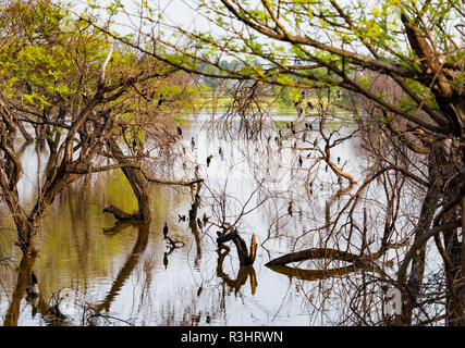 Kormorane sind auf der Suche nach Nahrung in einem Teich gesehen Stockfoto