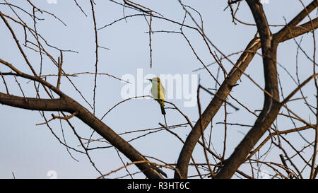 Ein Bee-eater ist auf der Suche nach Essen gesehen Stockfoto