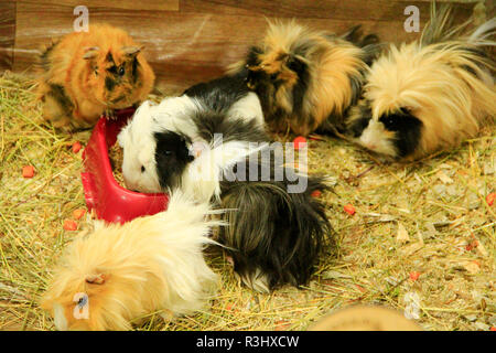 Schöne bunte Versuchskaninchen. Meerschweinchen Freunde. Haustiere Stockfoto