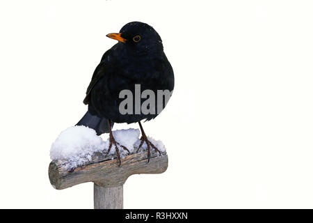 Amsel im Winter isoliert Stockfoto