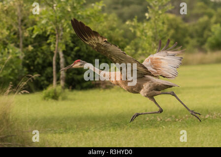 Ein Sandhill Crane (Grus canadensis), ein zu laufen, wie es weg zu fliegen. Diese Zugvögel können in WI im Sommer und im Herbst beobachtet werden. Stockfoto