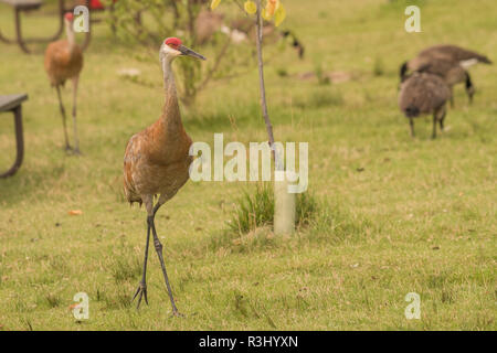 Kanadakraniche (Grus canadensis) über einen Rasen in Wisconsin. Stockfoto