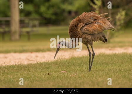 Ein Sandhill Crane (Grus canadensis) mit seinen Federn bis gekräuselt. In Kessel-moraine State Forest, WI fotografiert. Stockfoto