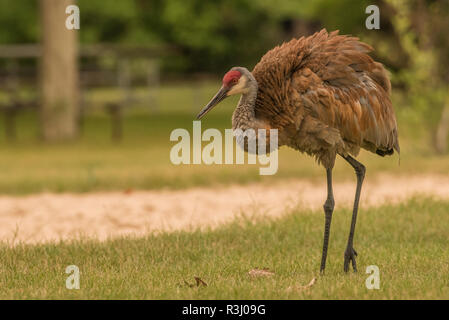 Ein Sandhill Crane (Grus canadensis) mit seinen Federn bis gekräuselt. In Kessel-moraine State Forest, WI fotografiert. Stockfoto