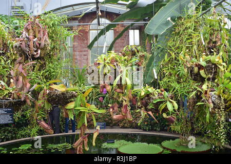 Fleischfressende Pflanzen in Töpfen hängen über dem Teich in tropischen Haus Gewächshaus von Auckland Domain Wintergärten. Stockfoto