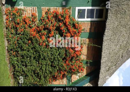 In einem Bauernhaus firethorn Stockfoto