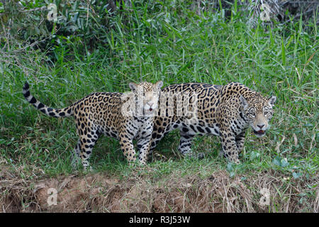 Jaguare (Panthera Onca), erwachsenes Weibchen mit jungen zu Fuß am Ufer, Cuiaba Fluss, Pantanal, Bundesstaat Mato Grosso, Brasilien Stockfoto