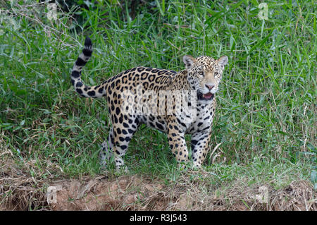 Junge Jaguar (Panthera Onca) am Flussufer, Cuiaba Fluss, Pantanal, Bundesstaat Mato Grosso, Brasilien Stockfoto