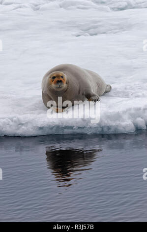 Bärtige Dichtung (Erignathus Barbatus) Verlegung auf Packeis, Spitzbergen, Svalbard, Norwegen Stockfoto