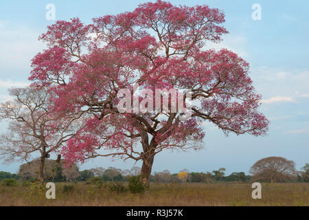 Rosa Ipe Baum (Tabebuia Ipe) während der Blüte Saison, Pantanal, Bundesstaat Mato Grosso, Brasilien Stockfoto