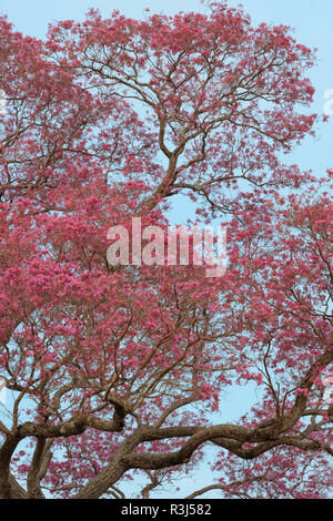 Rosa Ipe Baum (Tabebuia Ipe) während der Blüte Saison, Pantanal, Bundesstaat Mato Grosso, Brasilien Stockfoto