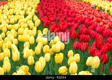 Reihen von roten und gelben Tulpen (Tulipa) in der Blüte, Keukenhof Gärten Ausstellung, Lisse, Südholland, Niederlande Stockfoto