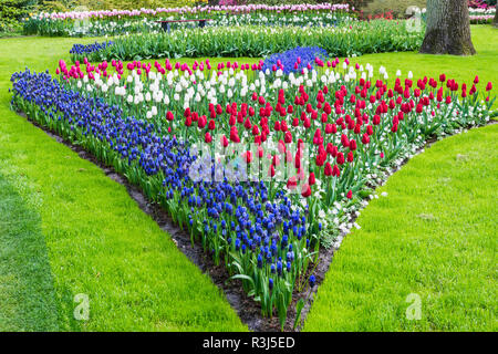 Blume Garten mit bunten Tulpen (Tulipa) und Traubenhyazinthen (Muscari) in der Blüte, Keukenhof Gärten Ausstellung, Lisse Stockfoto