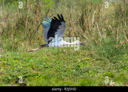 Asiatischer Openbill Storch (Anastomus Oscitans) im Flug, Chitwan Nationalpark, Nepal Stockfoto