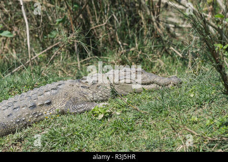 Mugger crocodile oder Marsh Krokodil (Crocodylus palustris) am Flussufer, Chitwan Nationalpark Nepal Stockfoto