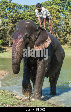 Mahout steht auf der Rückseite seines indischen Elefanten (Elephas maximus indicus) im Fluss, Kaziranga National Park, Assam, Indien Stockfoto