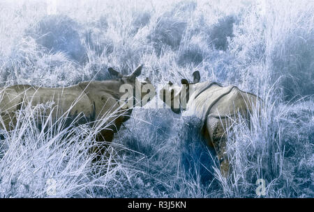 Zwei indische rhinocerosses (Rhinoceros unicornis) im Morgennebel, Kaziranga National Park, Assam, Indien Stockfoto