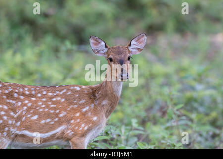 Gesichtet, Hirsch oder Chital (Axis Axis), Chitwan Nationalpark, Nepal Stockfoto