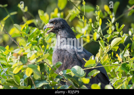 Super Black Hawk (Buteogallus urubitinga) unter Blätter, Porträt, Pantanal, Mato Grosso, Brasilien Stockfoto