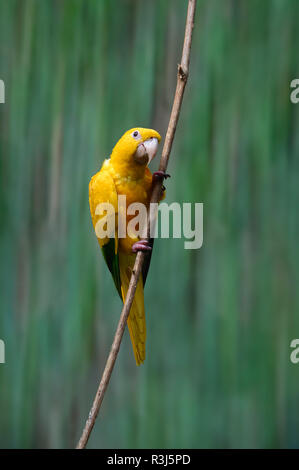 Golden Sittich oder golden Sittiche (Guaruba guarouba), Iguazu National Park, Parana, Brasilien Stockfoto