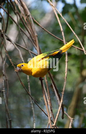 Golden Sittich oder golden Sittiche (Guaruba guarouba), Iguazu National Park, Parana, Brasilien Stockfoto