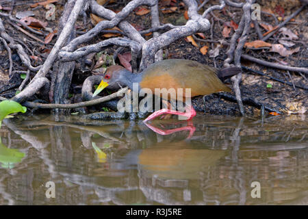 Stalking Grau-necked Holz Bahn (Aramide cajanea), Pantanal, Mato Grosso, Brasilien Stockfoto