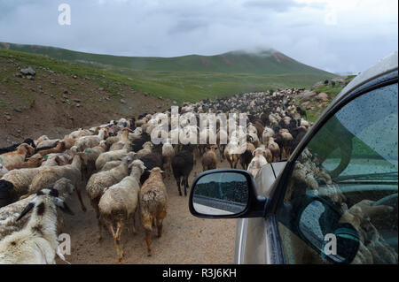 Off Road Fahrzeug bewegt sich in der Mitte einer Herde von Schafen, Tosor Pass, Naryn region, Kirgisistan, Zentralasien Stockfoto