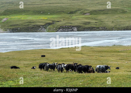 Yak (Bos grunniens) Herde, Sary Jaz Tal, Issyk-kul-region, Kirgisistan Stockfoto