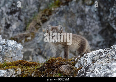 Arctic Fuchs (Vulpes lagopus), Cub, Alkhornet, Svalbard, Norwegen Stockfoto