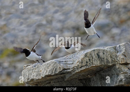 Gruppe von Thick-billed Murres (Uria lomvia) fliegen von Felsen, Hinlopen Strait, Spitzbergen, Svalbard, Norwegen Stockfoto