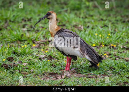 Buff-necked Ibis (Theristicus caudatus), Pantanal, Mato Grosso do Sul, Brasilien Stockfoto