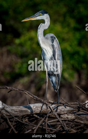 Cocoi Graureiher (Ardea cocoi), Pantanal, Mato Grosso do Sul, Brasilien Stockfoto