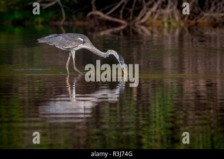 Cocoi Graureiher (Ardea cocoi), Jagd im Wasser, Pantanal, Mato Grosso do Sul, Brasilien Stockfoto