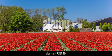 Panorama von einem Feld von roten Tulpen und Bauernhof in Holland Stockfoto