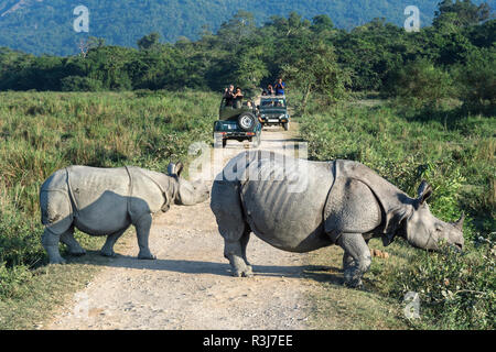 Indische Nashorn (Rhinoceros unicornis) mit Jungen, Kreuzung Schotterpiste vor einem Fahrzeug mit Touristen Stockfoto