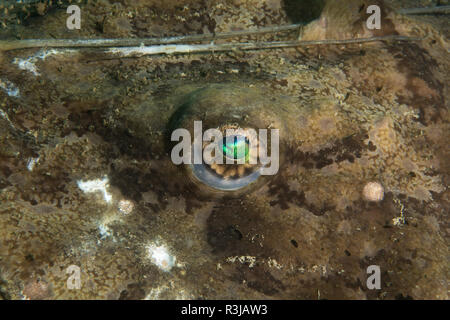 Seeteufel Lophius piscatorius Stockfoto