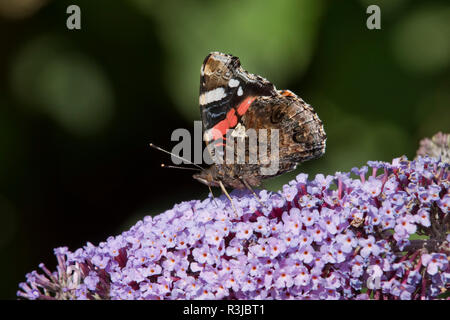 Eine rote Admiral Schmetterling, Vanessa atalanta, mit geschlossenen Flügeln Nektar füttern auf einem Davidii Sommerflieder, Blume, August Stockfoto