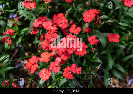 Dianthus Sweet Williams rote Blume Stockfoto