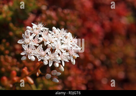 Blütenstand Weiße Fetthenne sedum album Stockfoto