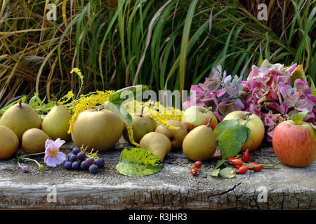 Birnen und Äpfel (Grau fallen Reinette, Starkinson, Königin Pippin aus dem Garten (Suzanne's Garden, Le Pas, Mayenne, Pays de la Loire, Frankreich). Stockfoto