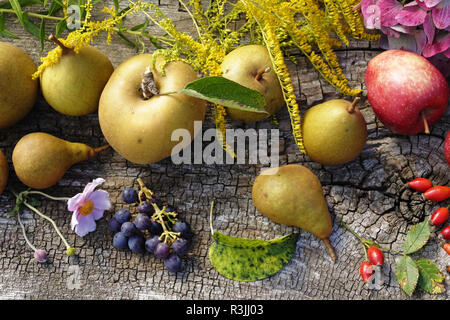 Birnen und Äpfel (Grau fallen Reinette, Starkinson, Königin Pippin aus dem Garten (Suzanne's Garden, Le Pas, Mayenne, Pays de la Loire, Frankreich). Stockfoto