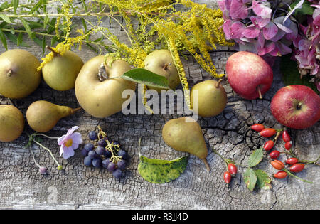 Birnen und Äpfel (Grau fallen Reinette, Starkinson, Königin Pippin aus dem Garten (Suzanne's Garden, Le Pas, Mayenne, Pays de la Loire, Frankreich). Stockfoto