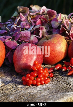 Ernte der Äpfel: Starkinson und Königin Pippin (Suzanne's Garden, Le Pas, Mayenne, Pays de la Loire, Frankreich). Stockfoto