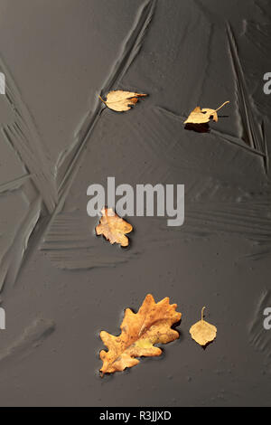 Gefallenen Blätter im Herbst auf Eis Muster in gefrorenen Pool/Teich/See mit unterschiedlichen Formen auf der Oberfläche aufgrund unterschiedlicher freeze Bedingungen Stockfoto