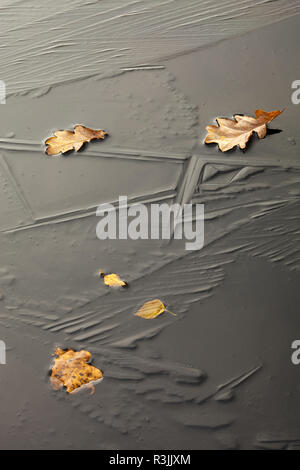 Gefallenen Blätter im Herbst auf Eis Muster in gefrorenen Pool/Teich/See mit unterschiedlichen Formen auf der Oberfläche aufgrund unterschiedlicher freeze Bedingungen Stockfoto