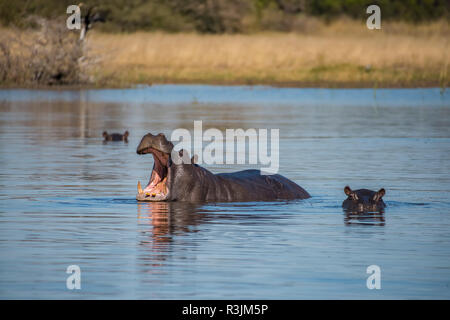 Afrika, Botswana, Moremi Game Reserve. Hippos im Fluss. Credit: Jones & Shimlock/Jaynes Galerie/DanitaDelimont.com Stockfoto