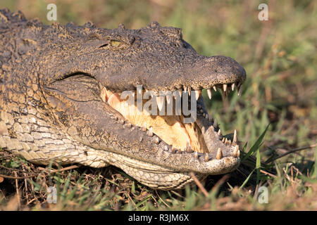 Nil (Afrika), Krokodil, (Crocodylus niloticus), mit offenem Mund sich zu kühlen. Botswana, Afrika. Stockfoto