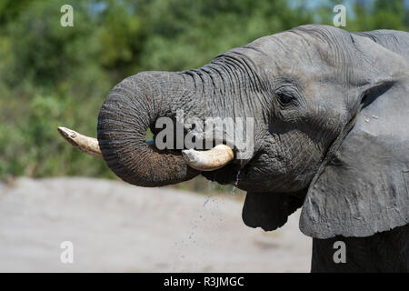 Afrikanischer Elefant (Loxodonta Africana), Savuti Marsh, Chobe National Park, Botswana. Stockfoto