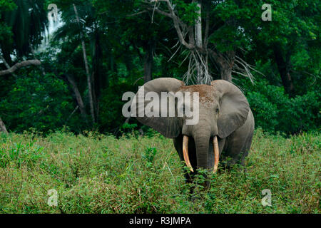 Afrikanische Waldelefant (Loxodonta cyclotis). Odzala-Kokoua National Park. Region Cuvette-Ouest. Republik Kongo Stockfoto
